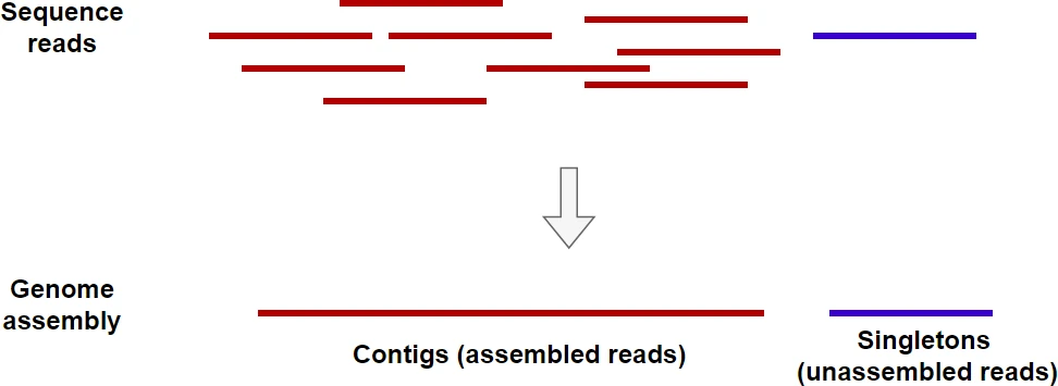 singleton in bioinformatics