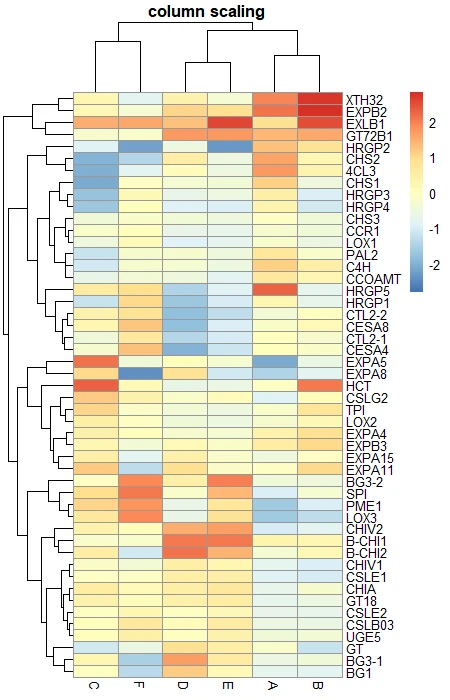 pheatmap scaling
with column
