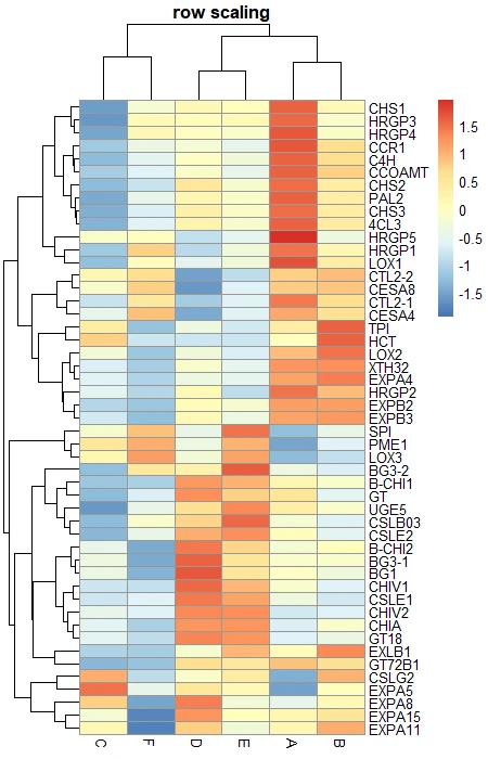 pheatmap scaling
with row
