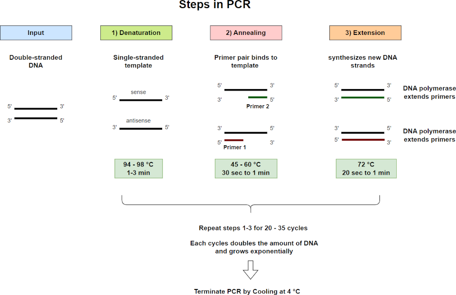 Steps in PCR