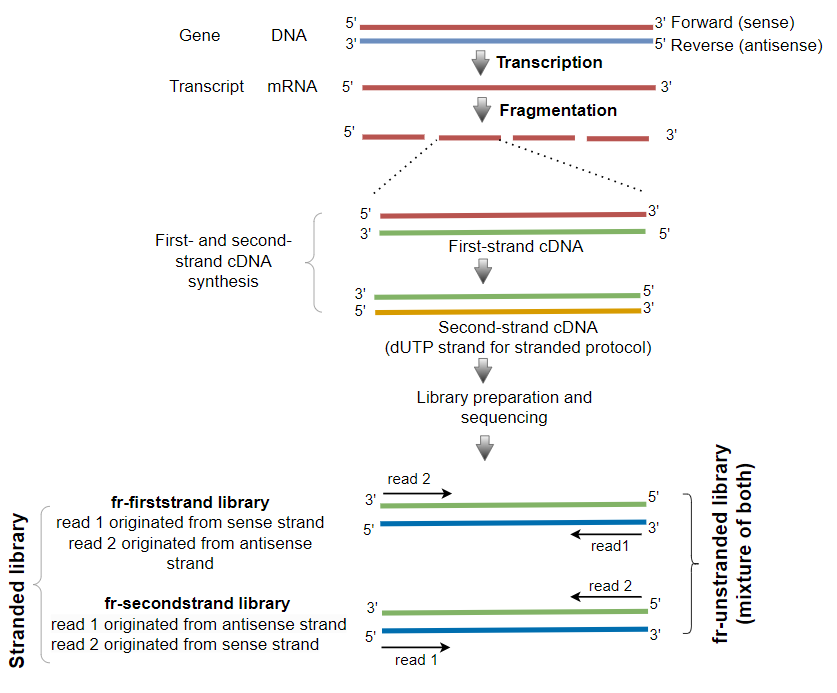 RNA-seq stranded and 
unstranded library protocol