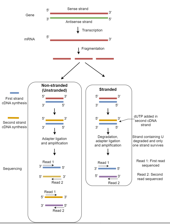 Stranded vs non-stranded 
RNA-seq protocol