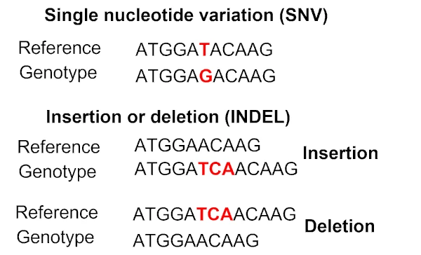 genetic variants